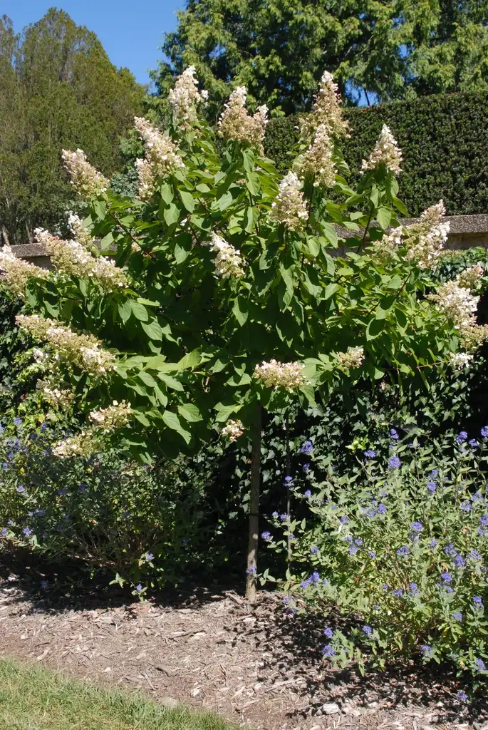 Photo of Hydrangea paniculata - 'Tardiva' Flower Form:Jim Robbins