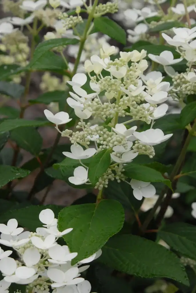 Photo of Hydrangea paniculata - 'Pee Gee' Flower and Leaves:Jim Robbins