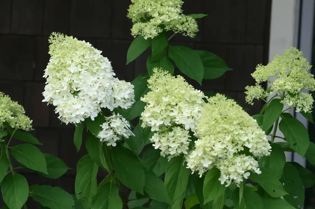 Photo of Hydrangea paniculata - Flower Close-up (Cleveland County,NC)-Summer:Dotty Leatherwood