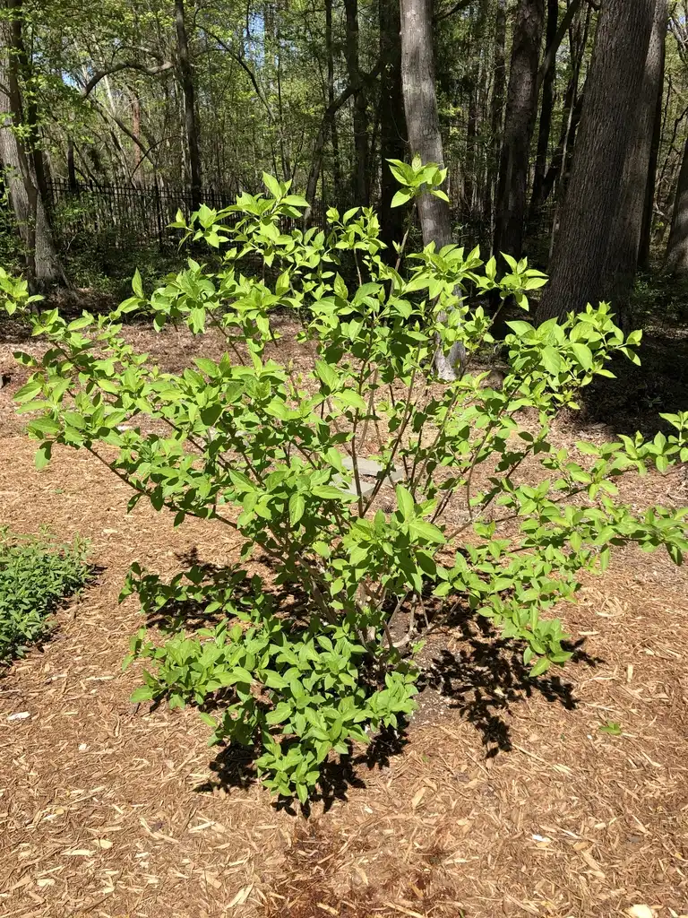 Photo of Hydrangea paniculata - Full Form (Durham County,NC)-Spring:Andrea Laine