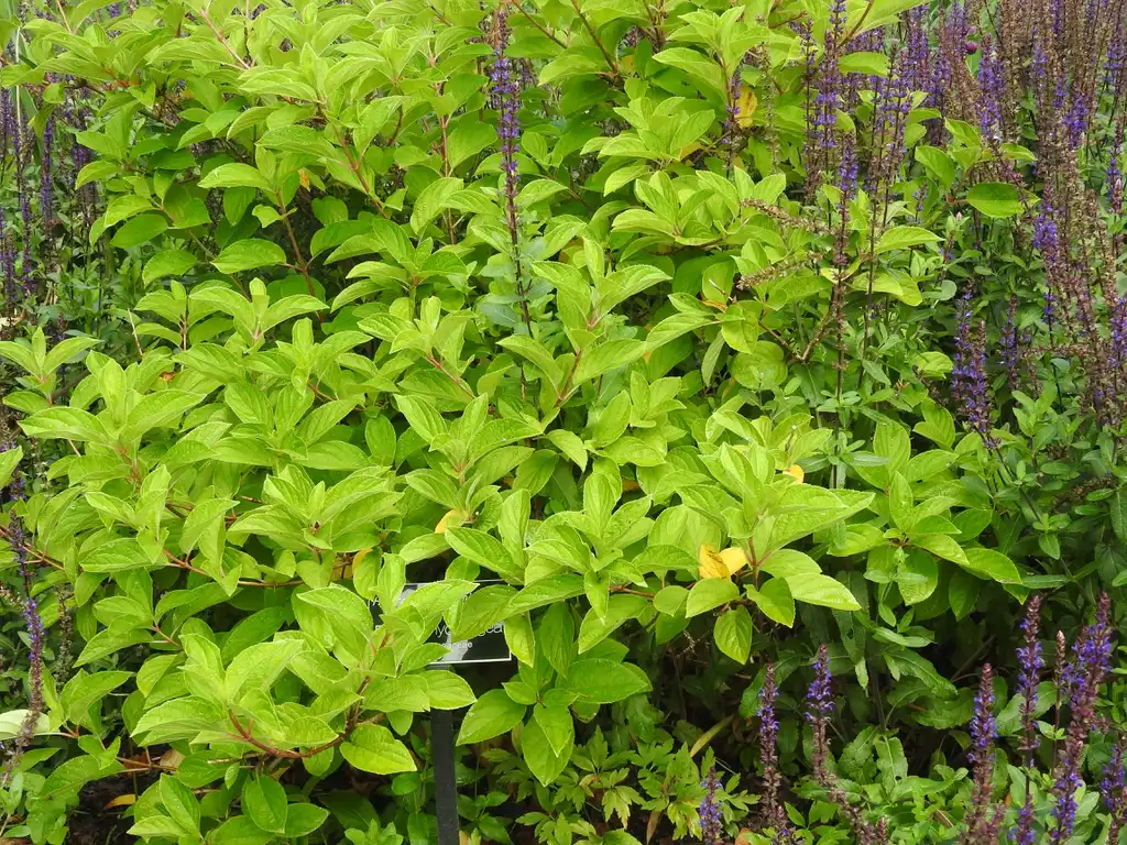 Photo of Hydrangea paniculata - 'silver dollar' summer:Kathleen Moore