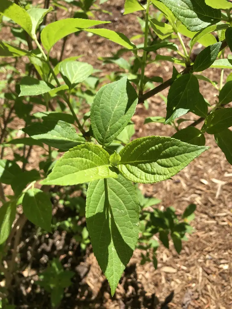 Photo of Hydrangea paniculata - Leaves Close-Up (Durham County,NC):Andrea Laine
