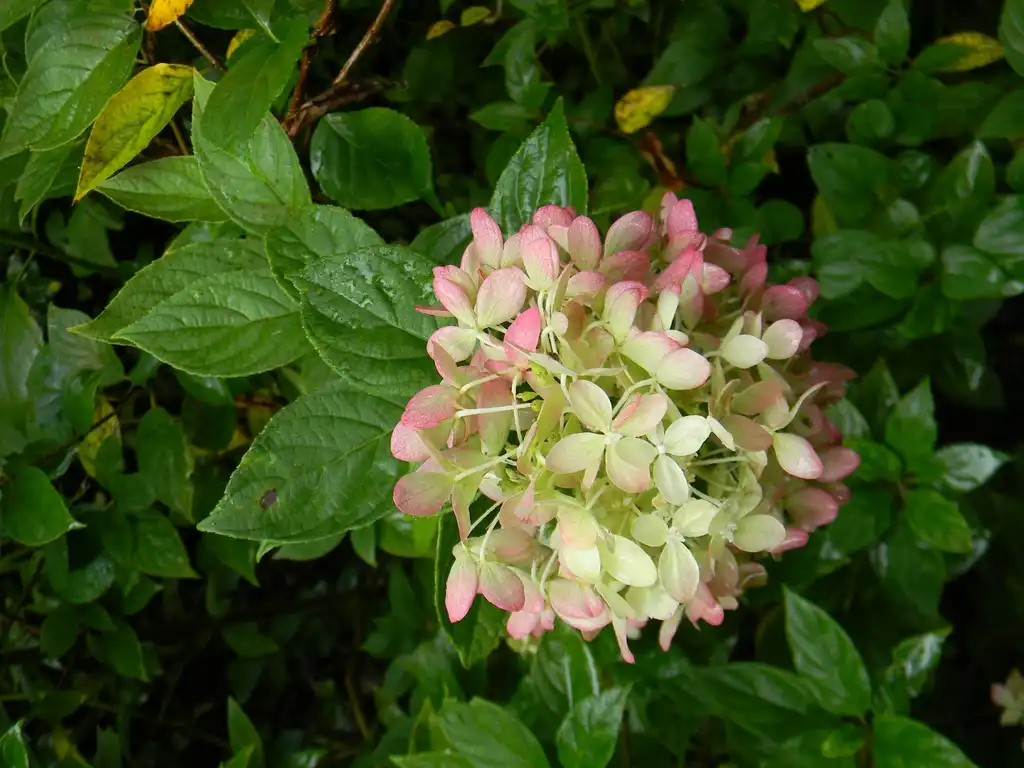 Photo of Hydrangea paniculata - 'Jane' Leaves (Buncombe County, NC):Randy Harter
