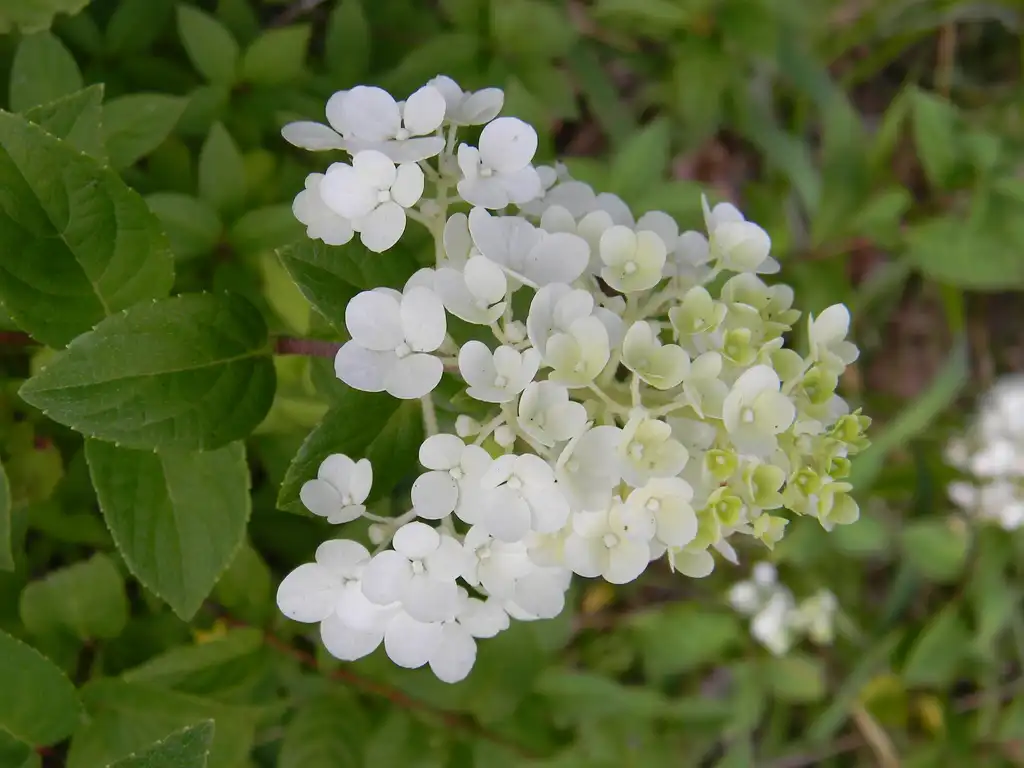 Photo of Hydrangea paniculata - 'Jane' Flower close-up (Buncombe County, NC):Randy Harter