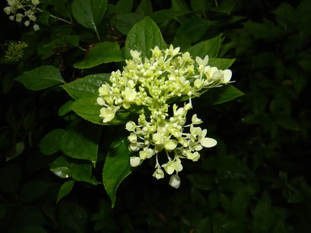 Photo of Hydrangea paniculata - 'Jane' Flower bud (Buncombe County, NC):Randy Harter