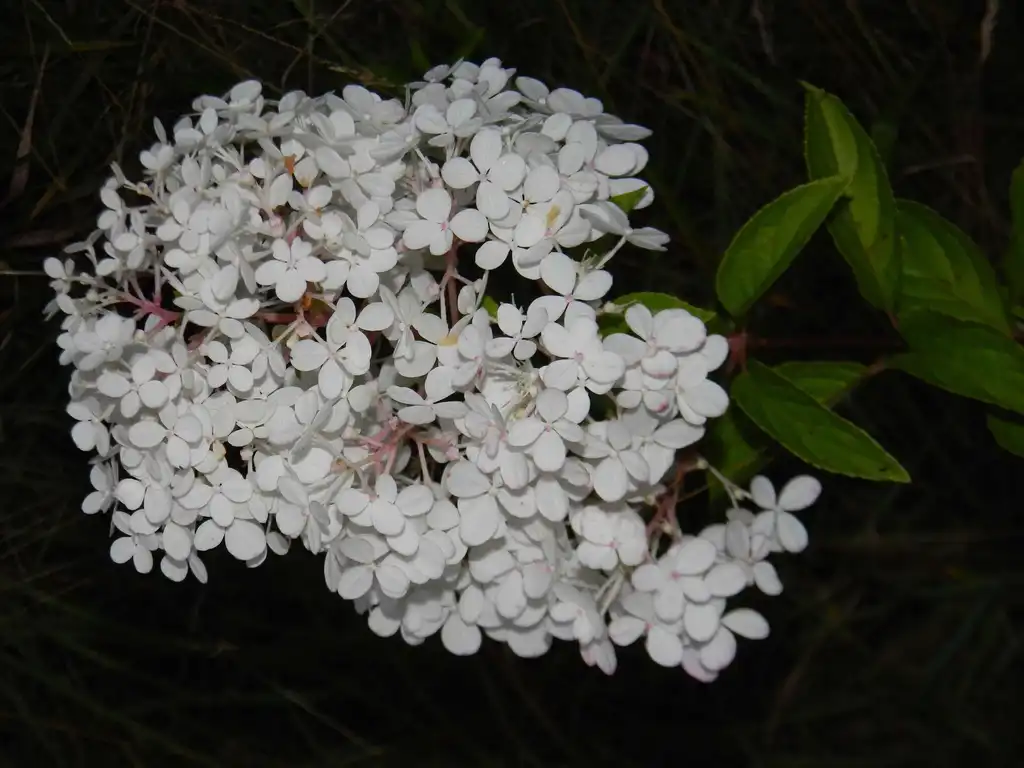 Photo of Hydrangea paniculata - 'Renhy' Leaves (Buncombe County, NC):Randy Harter