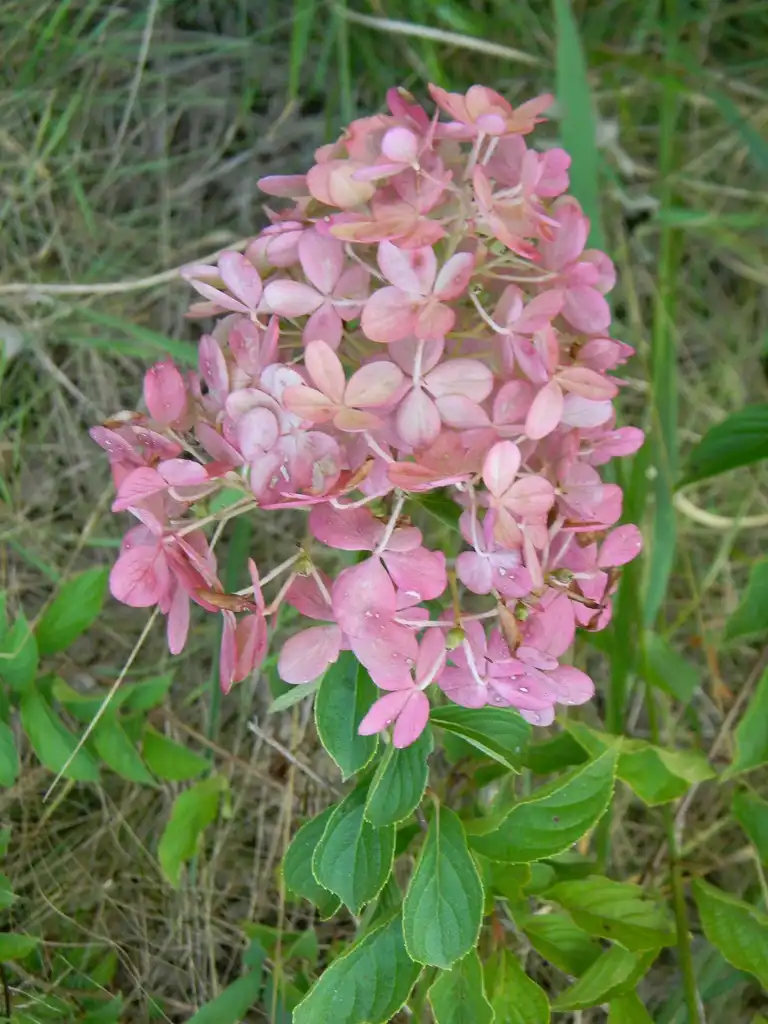 Photo of Hydrangea paniculata - 'Rensun' Form (Buncombe County, NC):Randy Harter