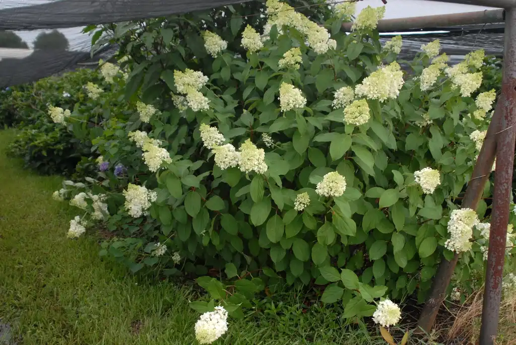 Photo of Hydrangea paniculata - 'Little Lamb' Flower and Form:Jim Robbins