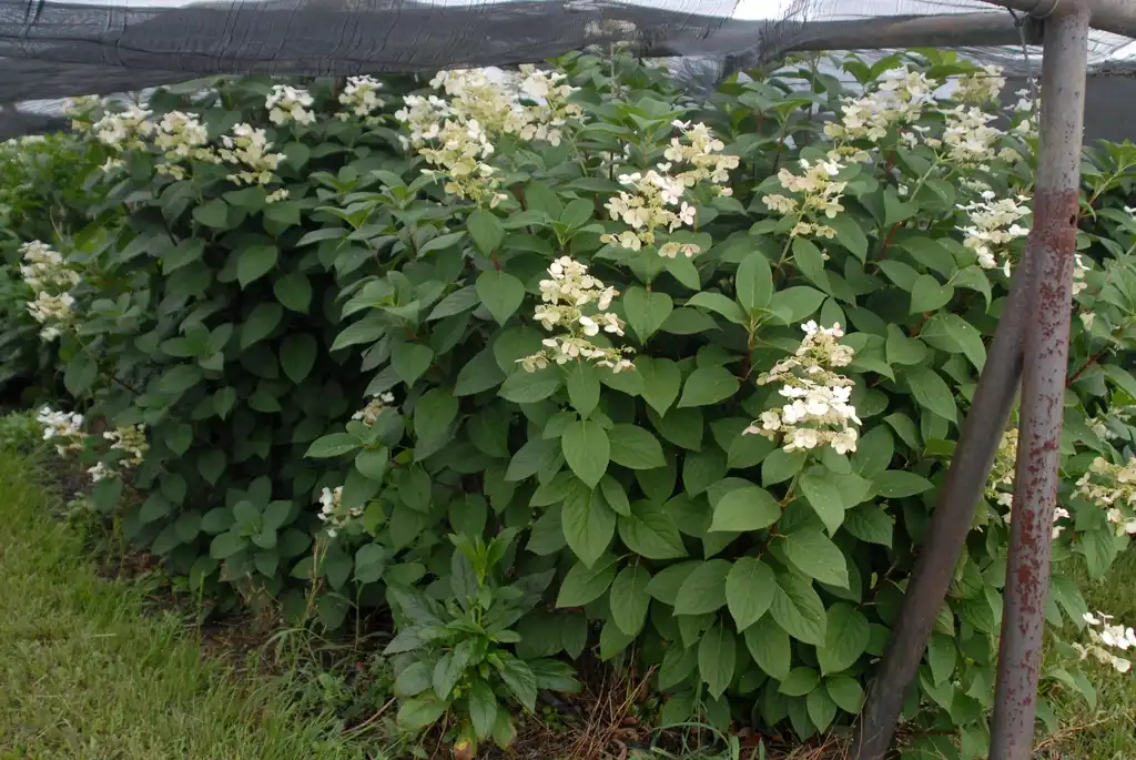 Photo of Hydrangea paniculata - 'Quickfire' Form:Jim Robbins