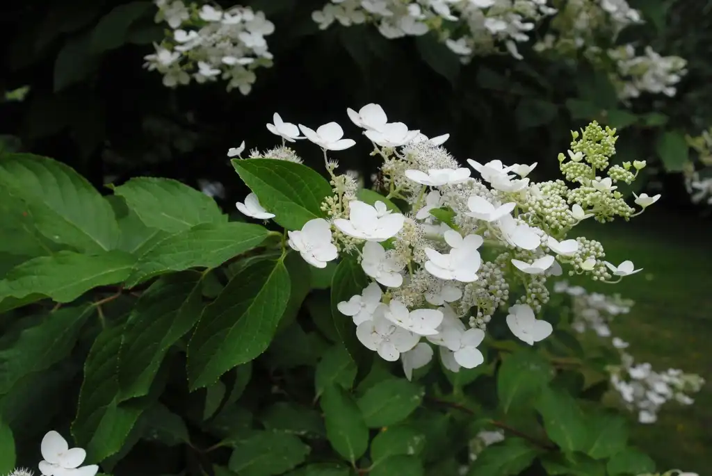 Photo of Hydrangea paniculata - 'Unique' Flower:Jim Robbins