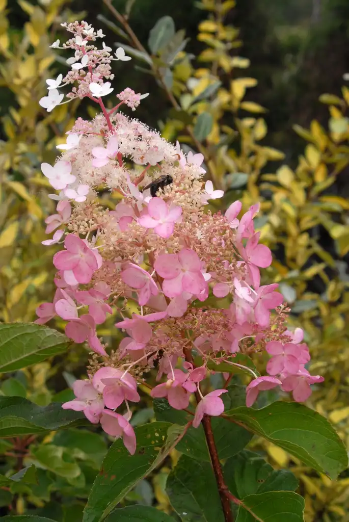 Photo of Hydrangea paniculata - 'Chantilly Lace' Flower:Jim Robbins
