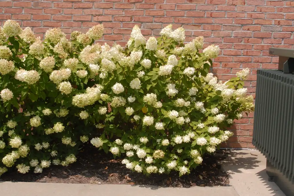 Photo of Hydrangea paniculata - Flower and Leaf:Jim Robbins