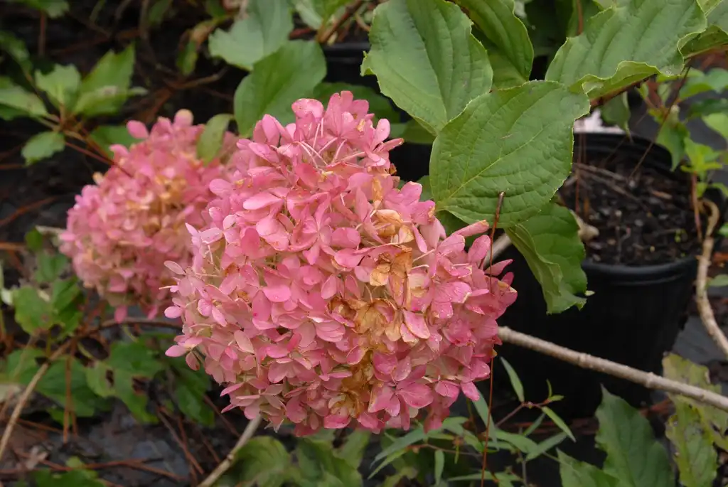 Photo of Hydrangea paniculata - 'Phantom' Flower Close-Up:Jim Robbins