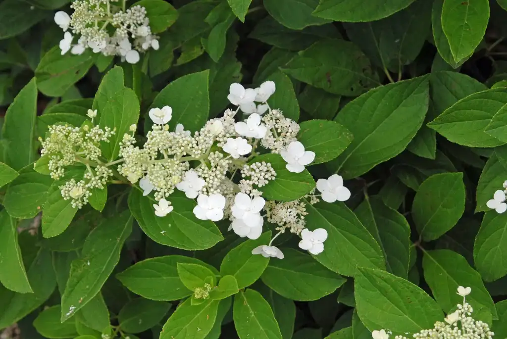 Photo of Hydrangea paniculata - Flower and Leaves Close-up:Jim Robbins