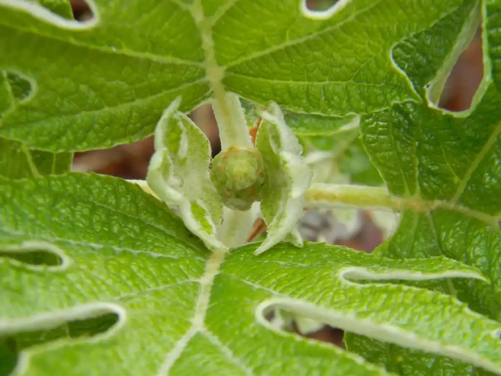 Photo of Hydrangea quercifolia 'Alice' (Hydrangea quercifolia 'Alice's)