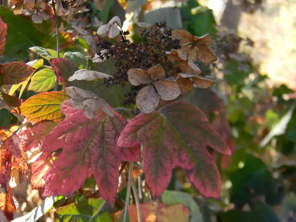 Photo of Hydrangea quercifolia 'Alice' - Fall leaves (Buncombe County, NC):Randy Harter