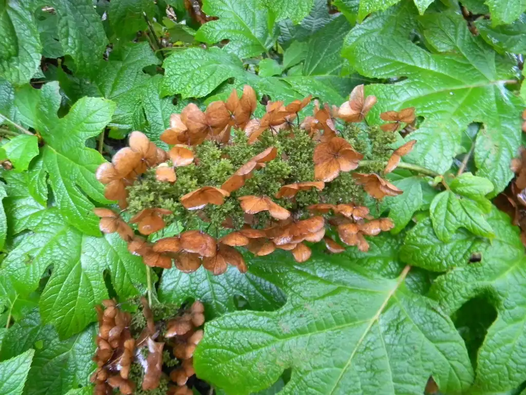 Photo of Hydrangea quercifolia 'Alice' - Leaves (Buncombe County, NC):Randy Harter