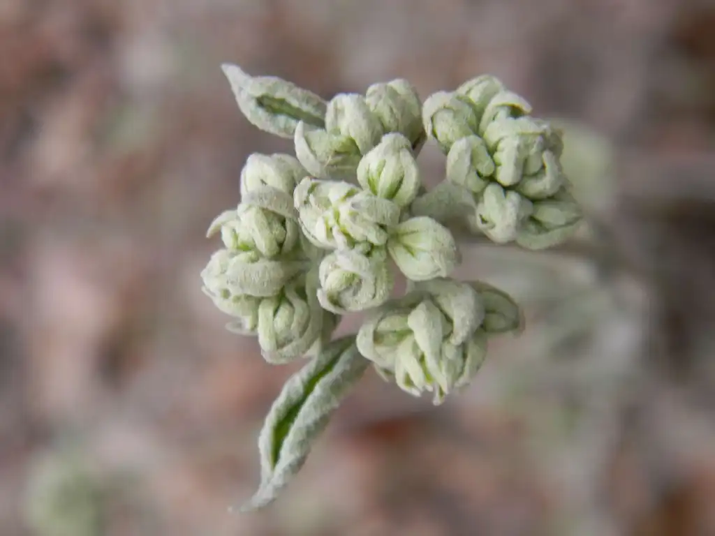 Photo of Hydrangea quercifolia 'Alice' - Bud Close-up (Buncombe County, NC):Randy Harter