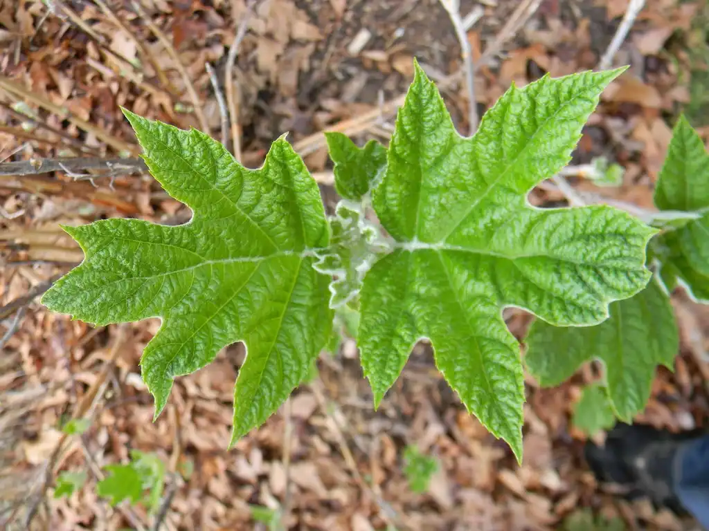 Photo of Hydrangea quercifolia 'Alice' - Leaf close-up (Buncombe County, NC):Randy Harter