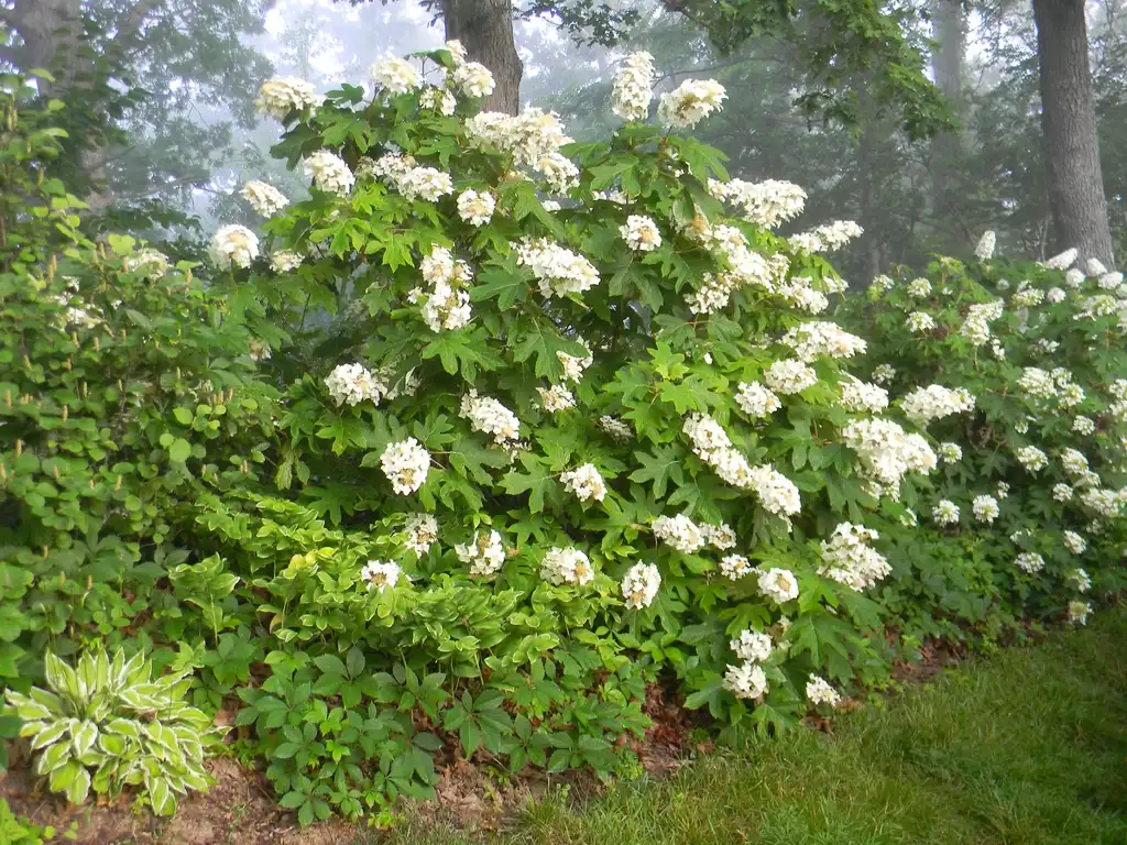 Photo of Hydrangea quercifolia 'Alice' - Full form (Buncombe County, NC):Randy Harter