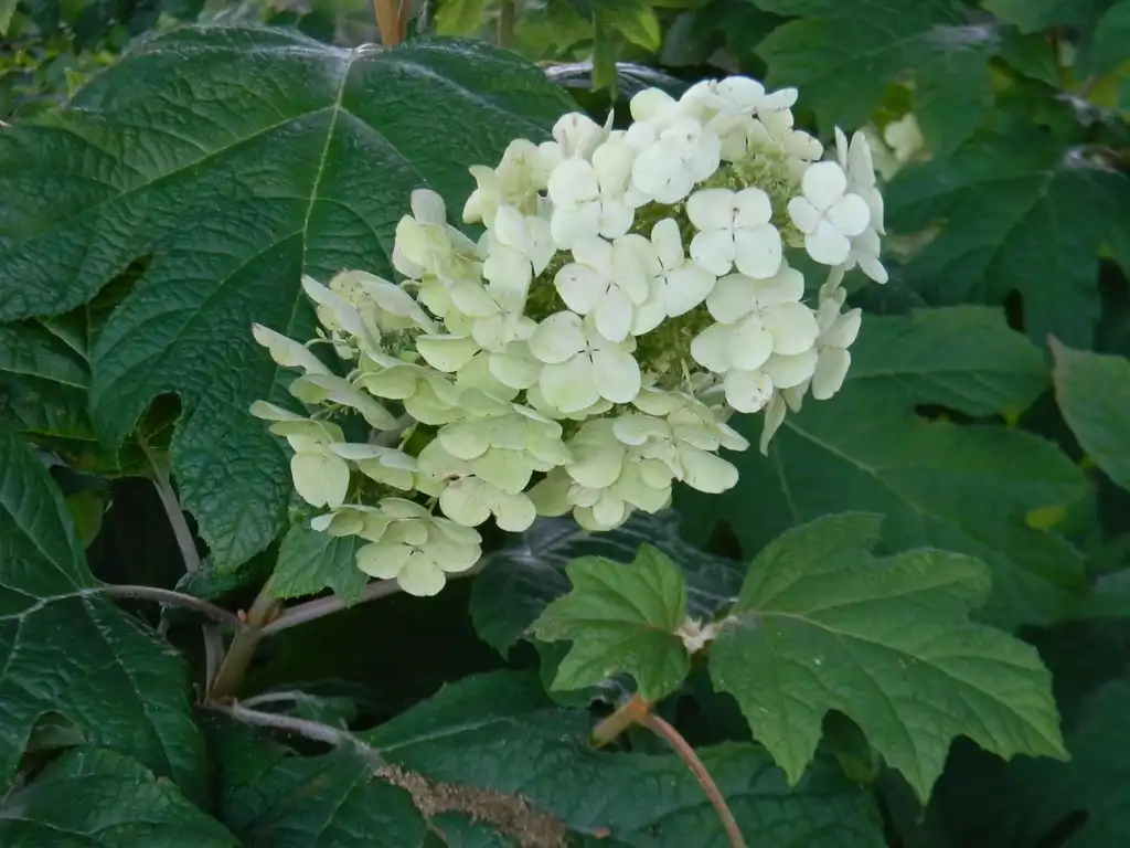 Photo of Hydrangea quercifolia 'Alice' - Flowers (Buncombe County, NC):Randy Harter