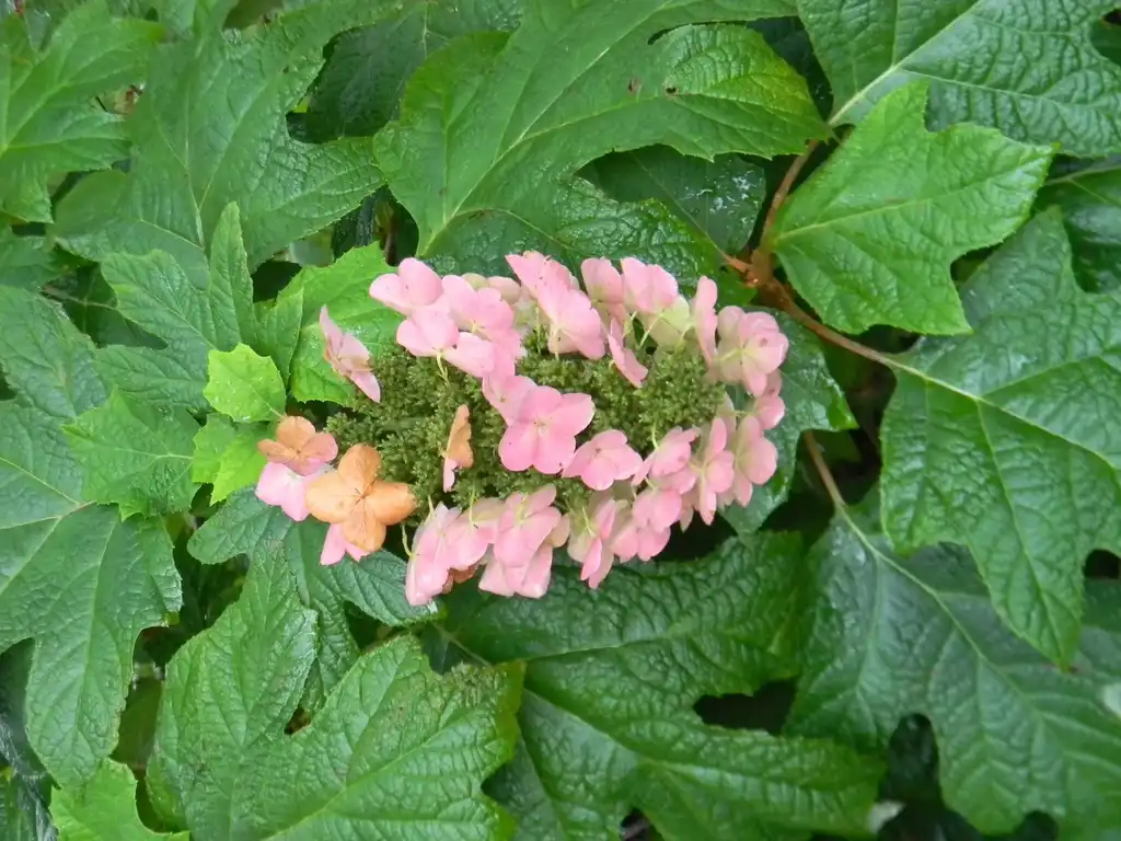 Photo of Hydrangea quercifolia 'Alice' - Flower and leaves (Buncombe County, NC):Randy Harter