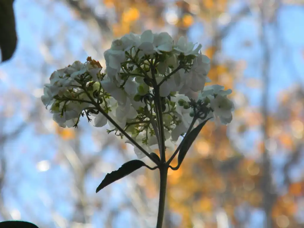 Foto de Hydrangea quercifolia 'Flemygea' (Hydrangea quercifolia 'Flemygea's)