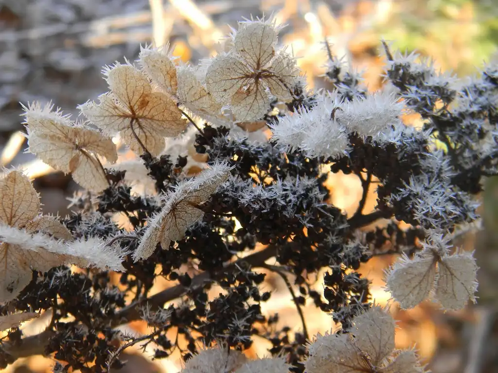 Foto de Hydrangea quercifolia 'Flemygea' (Hydrangea quercifolia 'Flemygea's)