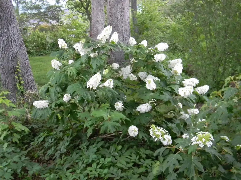Foto de Hydrangea quercifolia 'Flemygea' - Full form (Buncombe County, NC):Randy Harter