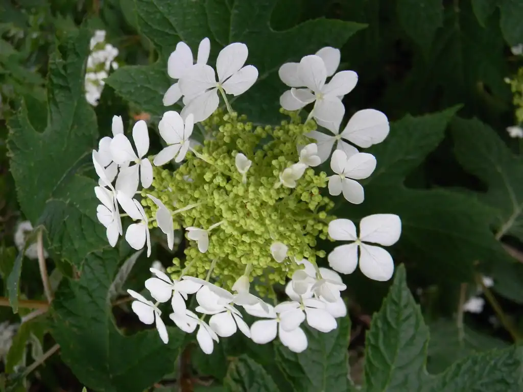 Foto de Hydrangea quercifolia 'Flemygea' - Flower and buds (Buncombe County, NC):Randy Harter