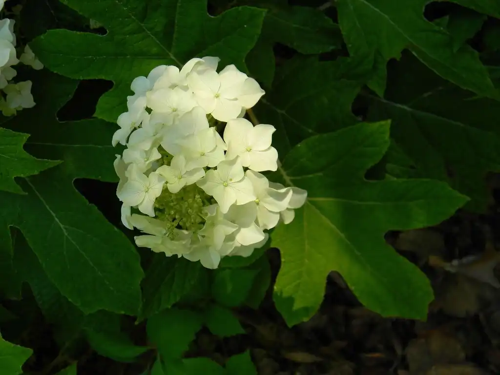 Foto de Hydrangea quercifolia 'Flemygea' - Flowers (Buncombe County, NC):Randy Harter