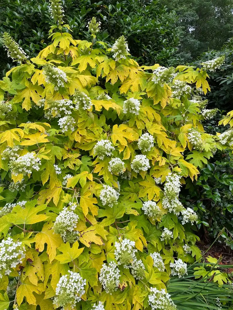Фото Hydrangea quercifolia 'Little Honey' - In Bloom:Kathy Sill