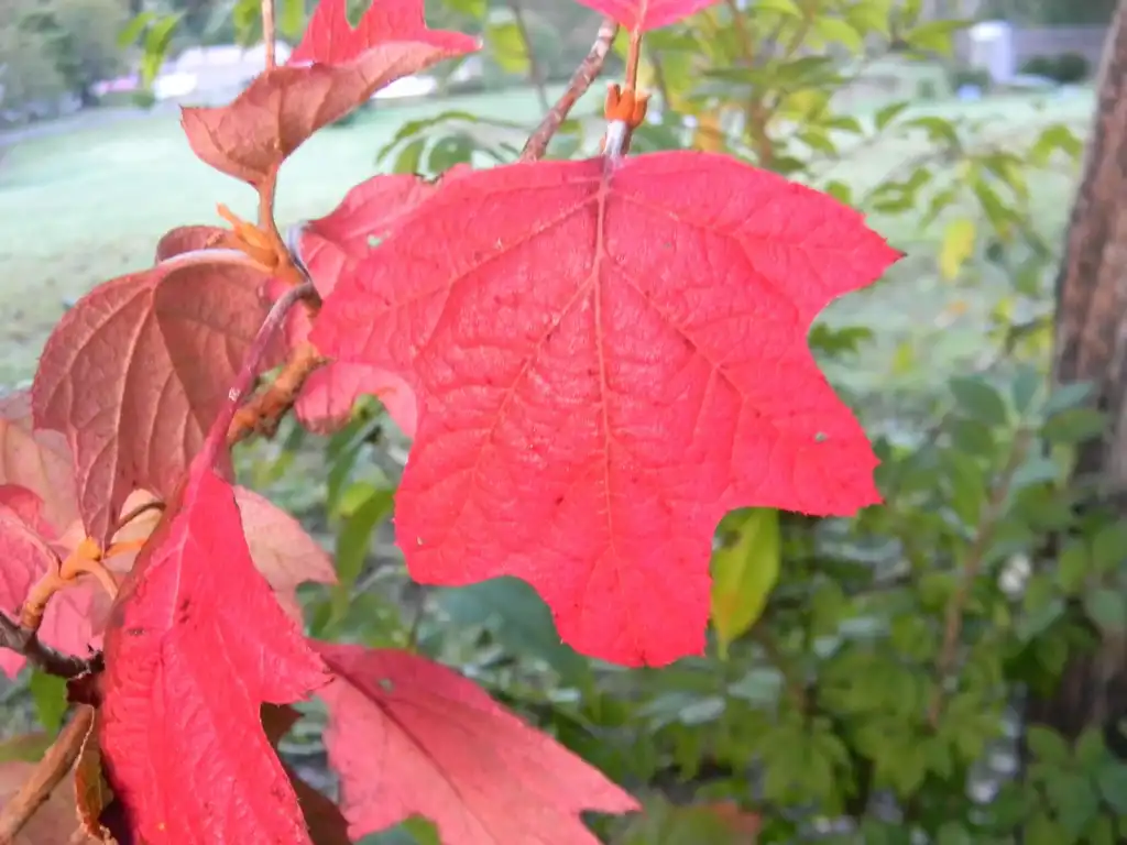 Photo of Hydrangea quercifolia 'Pee Wee' (Hydrangea quercifolia 'Pee Wee's)