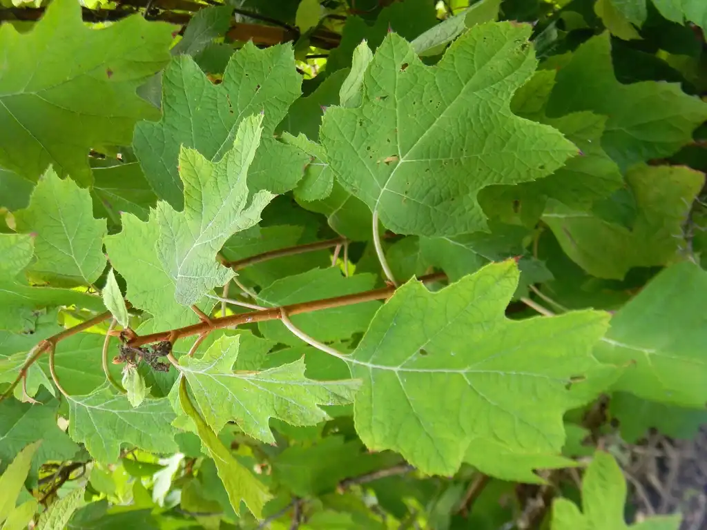 Photo of Hydrangea quercifolia 'Pee Wee' (Hydrangea quercifolia 'Pee Wee's)
