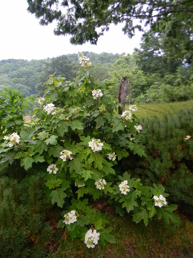 Photo of Hydrangea quercifolia 'Pee Wee' - Full form (Buncombe County, NC):Randy Harter