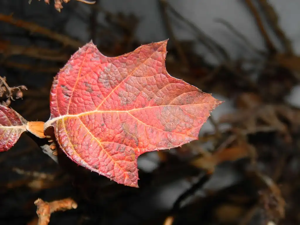 Photo of Hydrangea quercifolia 'Pee Wee' - Fall leaves close-up (Buncombe County, NC):Randy Harter