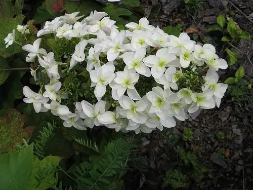 Foto de Hydrangea quercifolia (Hydrangea quercifolias)