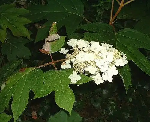 Foto de Hydrangea quercifolia (Hydrangea quercifolias)