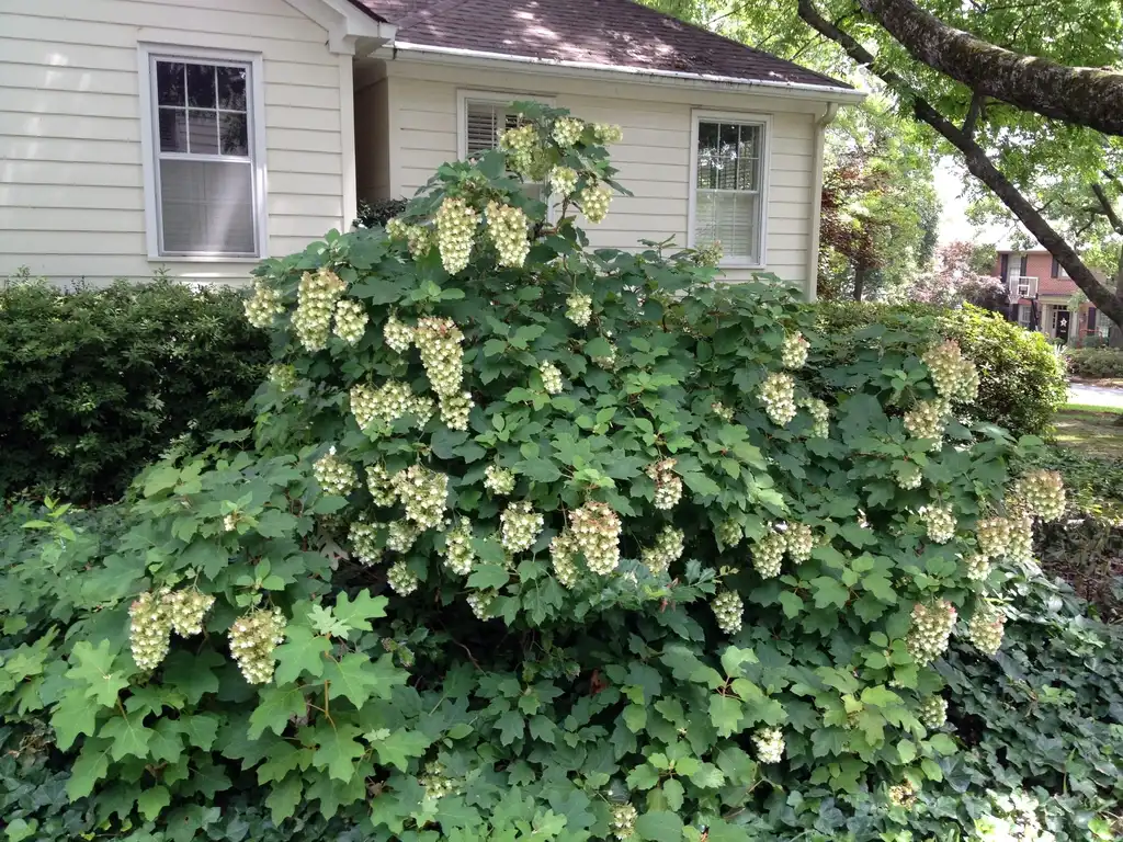Foto de Hydrangea quercifolia - 'Snowflake' Flower Form:Jim Robbins