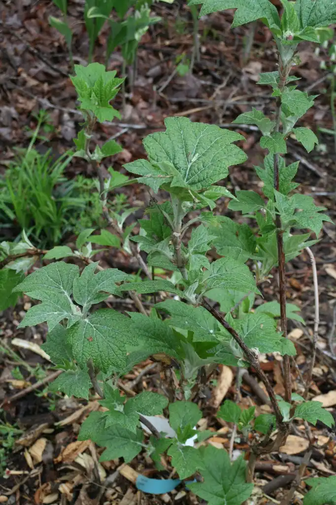 Foto de Hydrangea quercifolia - Leaves Close-Up (Johnston County, NC):Chris Alberti