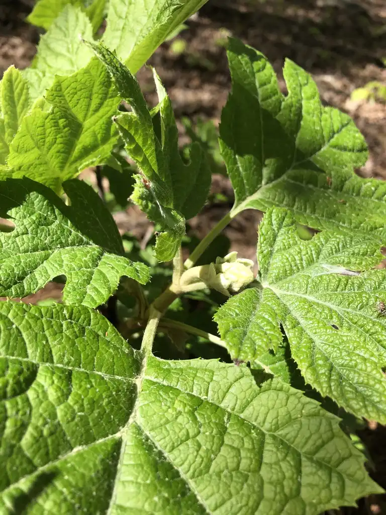 Foto de Hydrangea quercifolia - 'Ruby Slippers' Leaves Close-Up (Durham County, NC):Andrea Laine