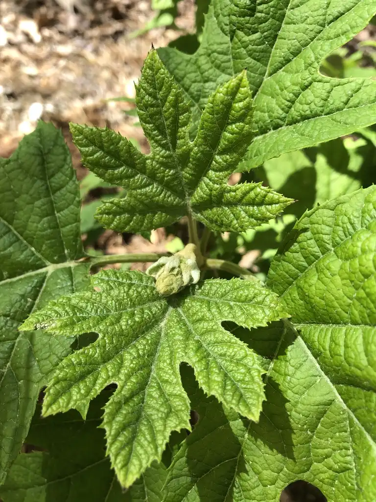 Foto de Hydrangea quercifolia - 'Ruby Slippers' Leaves and Bud (Durham County, NC):Andrea Laine