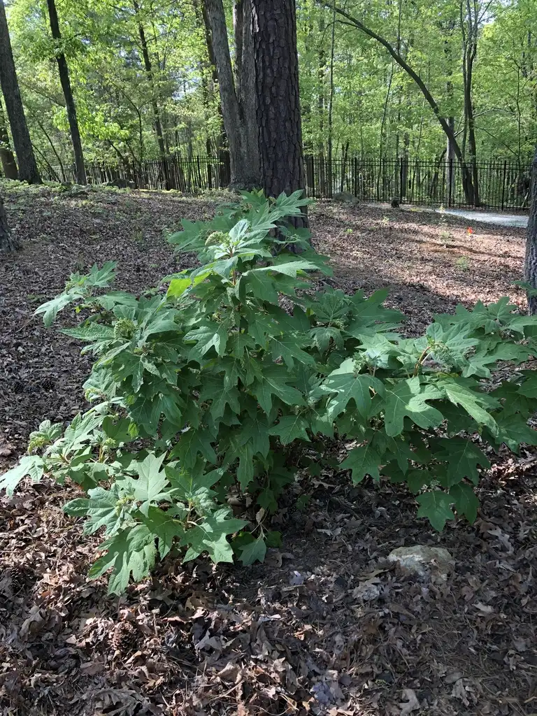 Foto de Hydrangea quercifolia - Full Form (Durham County, NC)-Spring:Andrea Laine