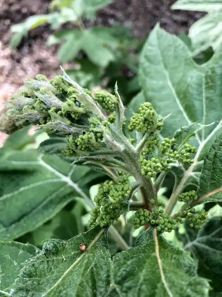 Foto de Hydrangea quercifolia - Buds (Durham County, NC):Andrea Laine