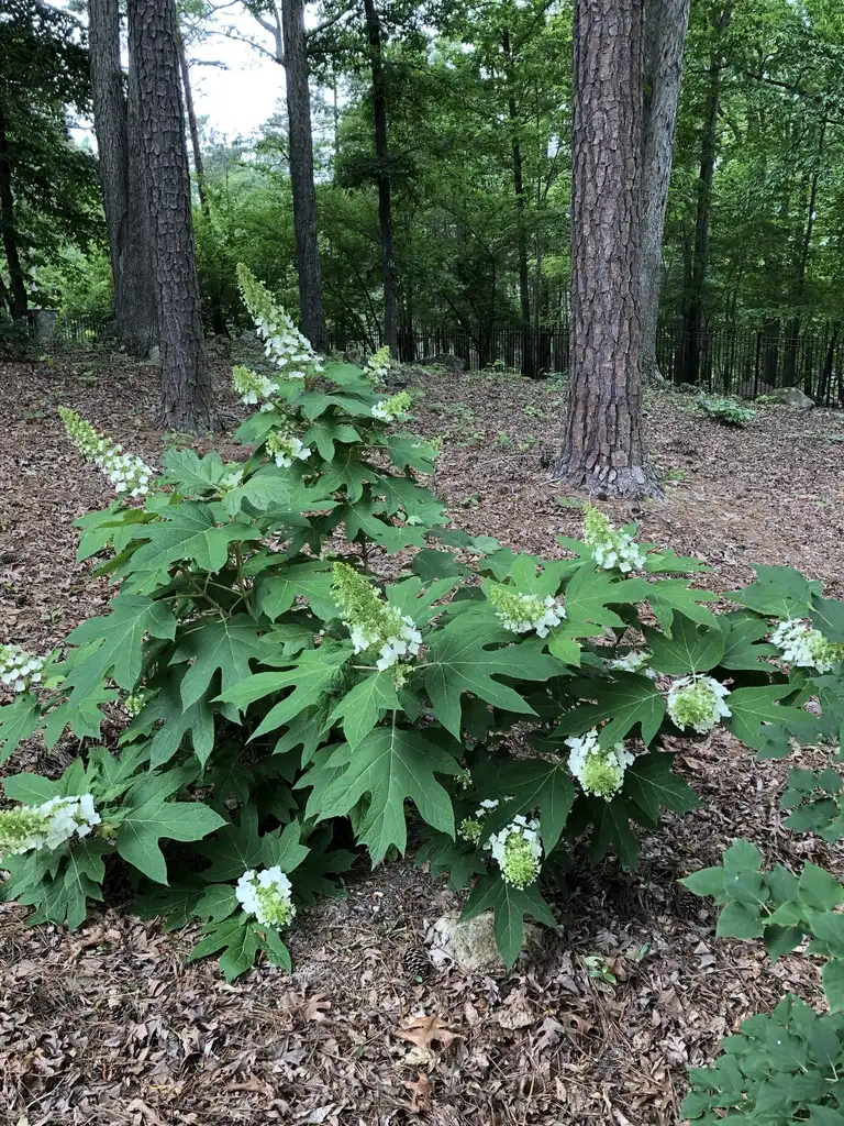 Foto de Hydrangea quercifolia - Flower Form (Durham, NC)- Late Spring:Andrea Laine