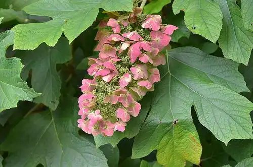 Foto de Hydrangea quercifolia - Hydrangea quercifolia:Chris Kreussling