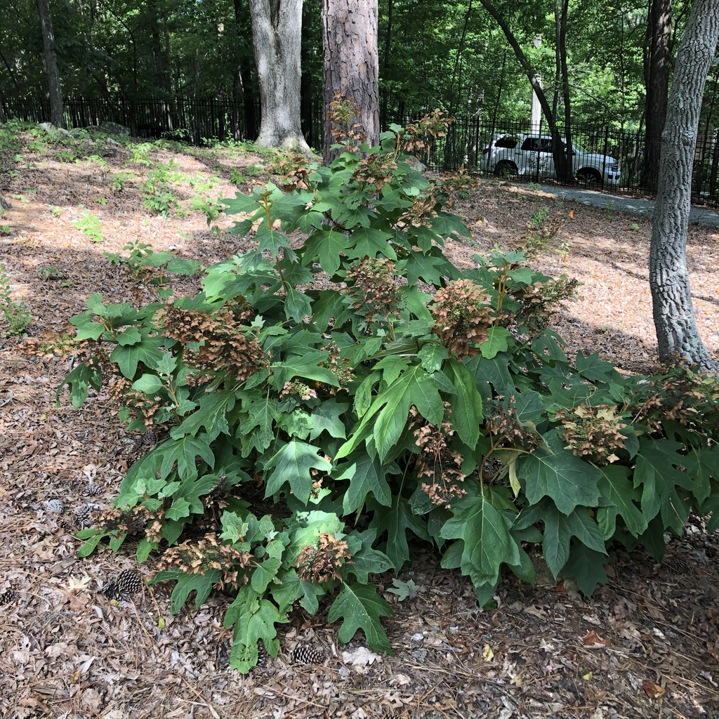 Foto de Hydrangea quercifolia - Form (Durham County, NC)-Mid Summer:Andrea Laine