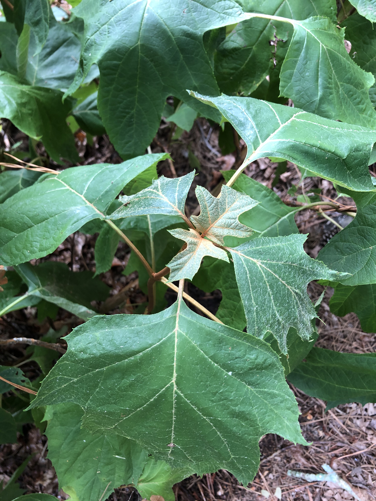 Foto de Hydrangea quercifolia - Leaf Arrangement (Durham County, NC)-Summer:Andrea Laine