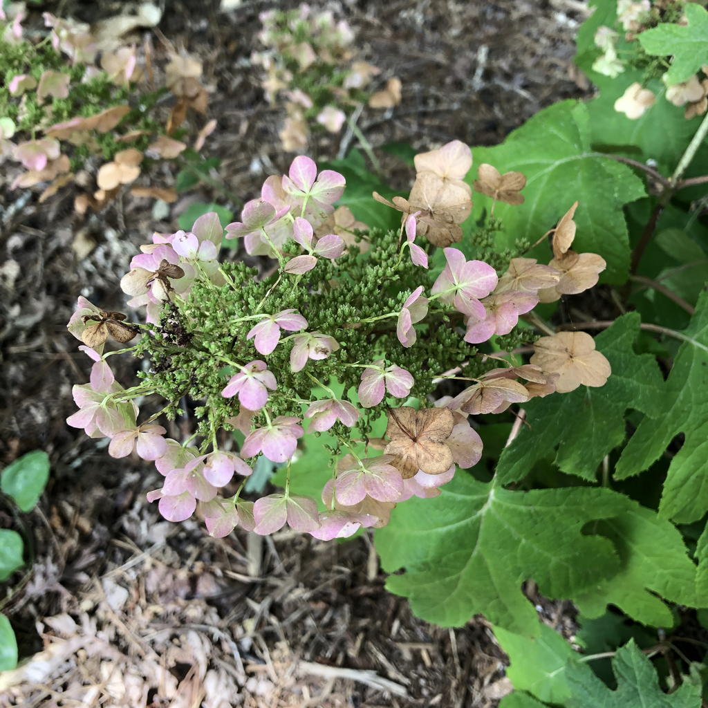 Foto de Hydrangea quercifolia - 'Ruby Slippers' Flower Head (Durham County, NC)-Mid Summer:Andrea Laine