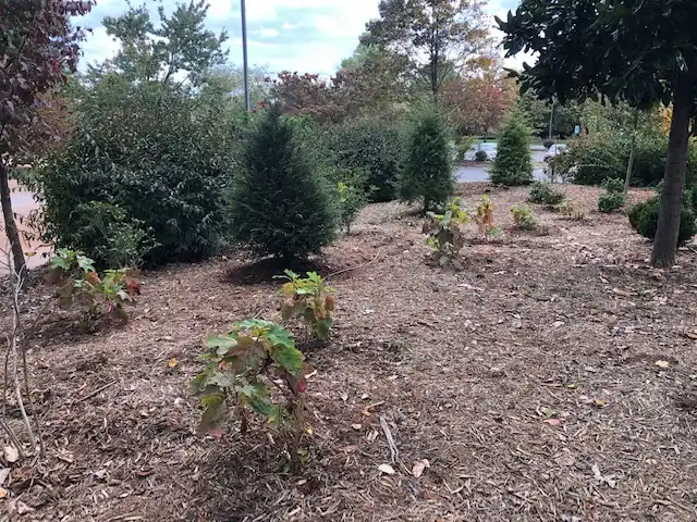 Foto de Hydrangea quercifolia - Young 'Ellen Huff' bushes (October). Can be seen at the Michael McCarthy Memorial Garden, Concord, NC:Mark Robinson